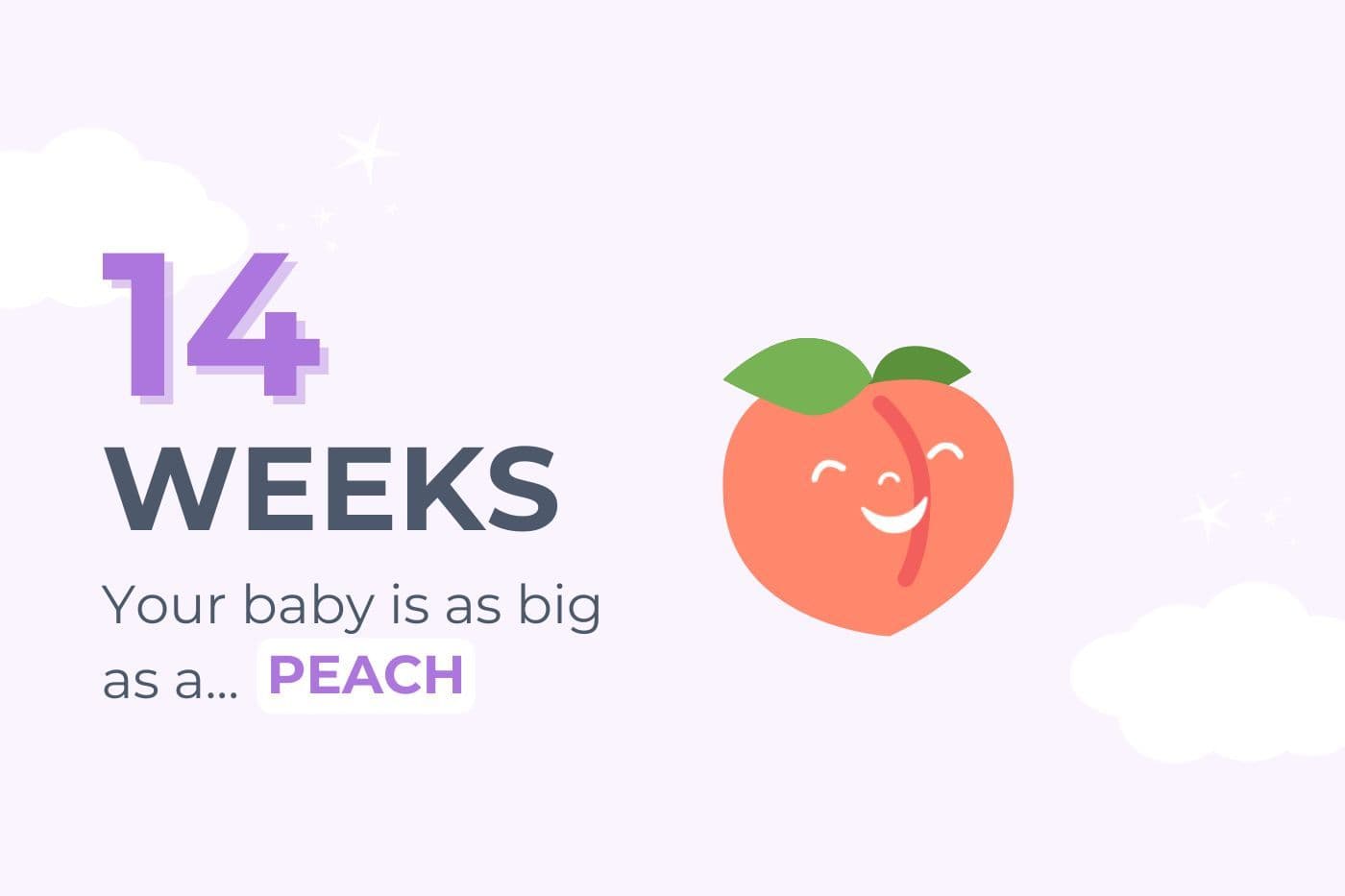 14-weeks-pregnant-your-baby-is-as-big-as-a-peach